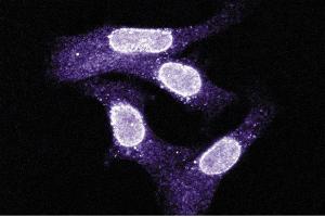Immunofluorescent staining on SK-BR3 cells. (XPO1 antibody  (AA 2-122))