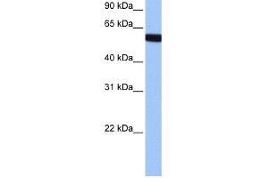 WB Suggested Anti-hCG_1646157 Antibody Titration:  0. (Zinc Finger Protein 891 (ZNF891) (Middle Region) antibody)