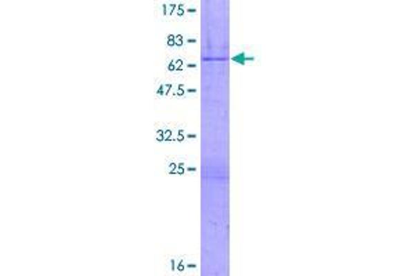 ZNF444 Protein (AA 1-326) (GST tag)