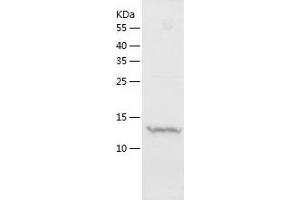 Western Blotting (WB) image for Nuclear Cap Binding Protein Subunit 2 (NCBP2) (AA 1-156) protein (His tag) (ABIN7286422) (NCBP2 Protein (AA 1-156) (His tag))