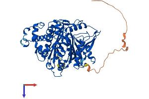 HMGCS1 Protein (AA 1-520) (His tag)