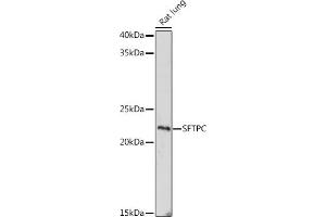 Western blot analysis of extracts of Rat lung, using SFTPC antibody (ABIN6128207, ABIN6147689, ABIN6147690 and ABIN6215458) at 1:1000 dilution. (Surfactant Protein C antibody  (AA 1-197))