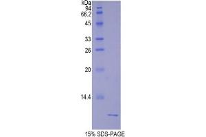 SDS-PAGE analysis of Rat Urocortin 2 Protein.