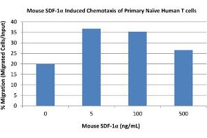 SDS-PAGE of Mouse Stromal Cell-Derived Factor-1 alpha (CXCL12) Recombinant Protein Bioactivity of Mouse Stromal Cell-Derived Factor-1 alpha (CXCL12) Recombinant Protein. (CXCL12 Protein)