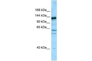 WB Suggested Anti-CAPRIN2 Antibody Titration: 1. (CAPRIN2 antibody  (C-Term))