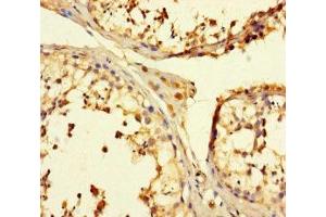 TULP3 antibody  (AA 1-260)