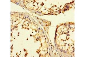 Immunohistochemistry of paraffin-embedded human testis tissue using ABIN7173639 at dilution of 1:100 (TULP3 antibody  (AA 1-260))