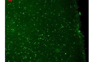 Immunohistochemistry analysis using Mouse Anti-KCNQ1 Monoclonal Antibody, Clone N37A/10 (ABIN361766). (KCNQ1 antibody  (AA 2-101))