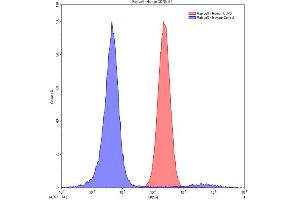 Detection of CD40 in Raji human Burkitt's lymphoma cell line using Polyclonal Antibody to Tumor Necrosis Factor Receptor Superfamily, Member 5 (CD40) (CD40 antibody  (AA 26-187))