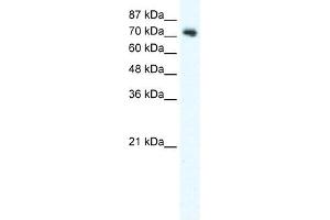 DVL1 antibody used at 2. (DVL1 antibody)