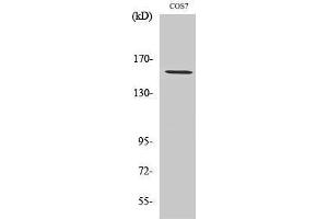 Western Blotting (WB) image for anti-Polymerase (RNA) III (DNA Directed) Polypeptide A, 155kDa (POLR3A) (N-Term) antibody (ABIN3176971) (POLR3A antibody  (N-Term))