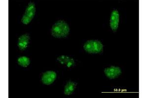 Immunofluorescence of purified MaxPab antibody to EXOSC5 on HeLa cell. (EXOSC5 antibody  (AA 1-235))