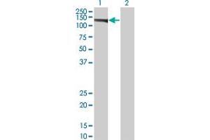 Western Blot analysis of EIF4ENIF1 expression in transfected 293T cell line by EIF4ENIF1 monoclonal antibody (M01), clone 2C4.