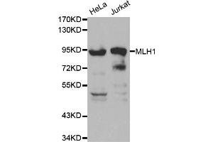Western blot analysis of extracts of various cell lines, using MLH1 antibody (ABIN5970084) at 1/1000 dilution. (MLH1 antibody)