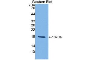 Western Blotting (WB) image for anti-Peroxiredoxin 2 (PRDX2) (AA 6-164) antibody (ABIN1860304) (Peroxiredoxin 2 antibody  (AA 6-164))