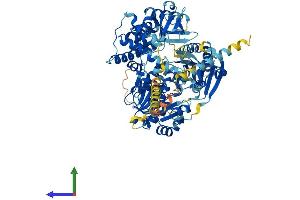 AlphaFold protein structure predicition of Mouse Recombinant Dhx40 Protein, UniprotID Q6PE54 (DEAH (Asp-Glu-Ala-His) Box Polypeptide 40 (DHX40) (AA 1-779) protein (His tag))