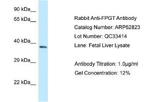 Western Blotting (WB) image for anti-Fucose-1-Phosphate Guanylyltransferase (FPGT) (C-Term) antibody (ABIN2789255) (FPGT antibody  (C-Term))