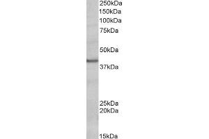 ABIN2564635 (0. (POU4F3 antibody  (Internal Region))