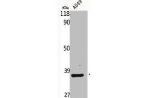 Western Blot analysis of A549 cells using Bub3 Polyclonal Antibody (BUB3 antibody  (C-Term))