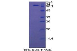 SDS-PAGE (SDS) image for Heat Shock 70kDa Protein 1B (HSPA1B) (AA 1-641) protein (His tag) (ABIN1079795) (HSPA1B Protein (AA 1-641) (His tag))