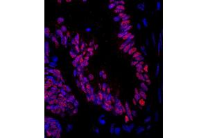 Immunofluorescence (IF) image for anti-Zinc Finger Protein 326 (ZNF326) (AA 532-582) antibody (ABIN7449042)