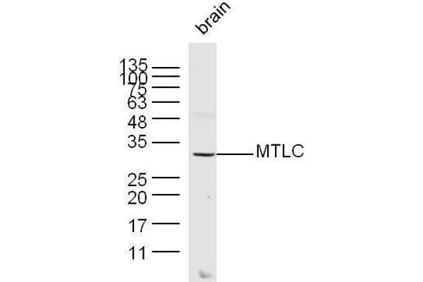 Myc Target 1 antibody  (AA 21-100)