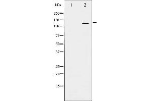 Western blot analysis of B-RAF phosphorylation expression in EGF treated 293 whole cell lysates,The lane on the left is treated with the antigen-specific peptide. (BRAF antibody  (pSer446))