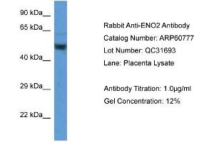 Western Blotting (WB) image for anti-Enolase 2 (Gamma, Neuronal) (ENO2) (Middle Region) antibody (ABIN2788574)