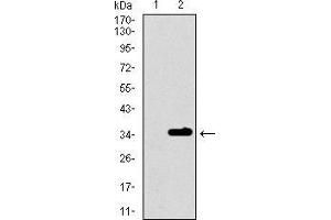 Western blot analysis using P2RY13 mAb against HEK293 (1) and P2RY13 (AA: 1-49)-hIgGFc transfected HEK293 (2) cell lysate. (Purinergic Receptor P2Y, G-Protein Coupled, 13 (P2RY13) (AA 1-49) antibody)