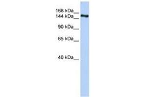 Image no. 1 for anti-Zinc Finger Protein 236 (ZNF236) (AA 1541-1590) antibody (ABIN6742816) (ZNF236 antibody  (AA 1541-1590))