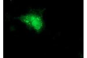 Anti-SMS mouse monoclonal antibody (ABIN2454713) immunofluorescent staining of COS7 cells transiently transfected by pCMV6-ENTRY SMS (RC200619). (SMS antibody)