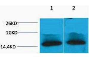 Western Blotting (WB) image for anti-Histone H4 (3meLys79) antibody (ABIN3181325) (Histone H4 antibody  (3meLys79))