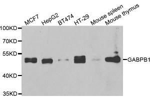 Western blot analysis of extracts of various cell lines, using GABPB1 antibody. (GABPB1 antibody)