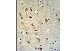 ZRANB1 Antibody (C-term) (ABIN653787 and ABIN2843072) IHC analysis in formalin fixed and paraffin embedded brain tissue followed by peroxidase conjugation of the secondary antibody and DAB staining. (ZRANB1 antibody  (C-Term))
