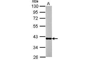 WB Image Sample (20 ug of whole cell lysate) A: mouse Liver 10% SDS PAGE antibody diluted at 1:30000 (OTC antibody)