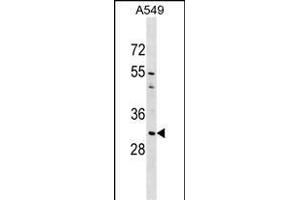 AQP1 Antibody (C-term) (ABIN1536913 and ABIN2849410) western blot analysis in A549 cell line lysates (35 μg/lane). (Aquaporin 1 antibody  (C-Term))