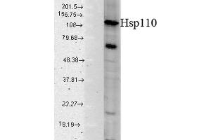 Western blot analysis of Human Cell line lysates showing detection of HSP110 protein using Rabbit Anti-HSP110 Polyclonal Antibody (ABIN863193 and ABIN863194). (HSPA4 antibody)