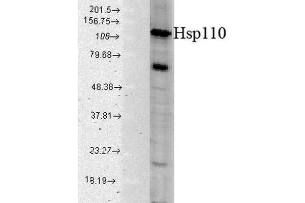 HSPA4 Antikörper