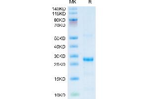 Human CXCL13 on Tris-Bis PAGE under reduced condition. (CXCL13 Protein (AA 23-109) (His-SUMO Tag))