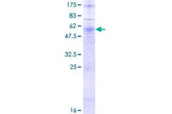 P2RY10 Protein (AA 1-339) (GST tag)
