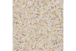 Immunohistochemistry (IHC) image for anti-Prosaposin (PSAP) (AA 60-310) antibody (ABIN6218938) (Prosaposin antibody  (AA 60-310))