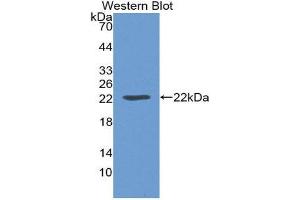 Western Blotting (WB) image for anti-Leptin (LEP) (AA 22-167) antibody (ABIN1859648)