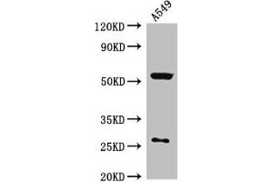Western Blot Positive WB detected in: A549 whole cell lysate All lanes: CIAO3 antibody at 2. (CIAO3 (AA 2-265) antibody)