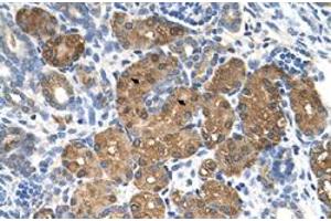 Immunohistochemical staining (Formalin-fixed paraffin-embedded sections) of human kidney with BHMT polyclonal antibody  at 4-8 ug/mL working concentration.