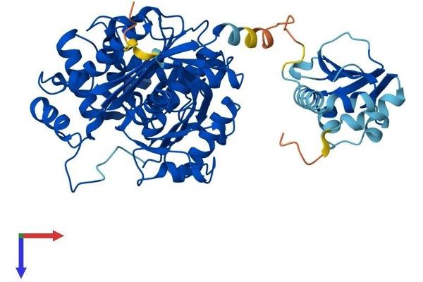 SCP2 Protein (AA 1-547) (His tag)