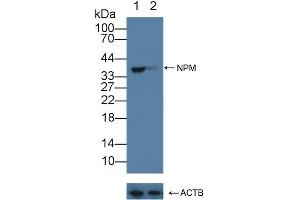 Western Blotting (WB) image for anti-Nucleophosmin (Nucleolar phosphoprotein B23, Numatrin) (NPM1) (AA 212-292) antibody (ABIN7438103)