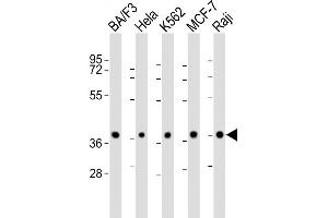 All lanes : Anti-P2R4 Antibody (N-Term) at 1:2000 dilution Lane 1: BA/F3 whole cell lysate Lane 2: Hela whole cell lysate Lane 3: K562 whole cell lysate Lane 4: MCF-7 whole cell lysate Lane 5: Raji whole cell lysate Lysates/proteins at 20 μg per lane. (PPP2R4 antibody  (AA 3-35))