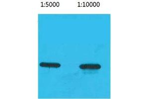 Western Blot (WB) analysis of Recombinant ECFP Protein using ECFP-Tag Monoclonal Antibody. (ECFP antibody)