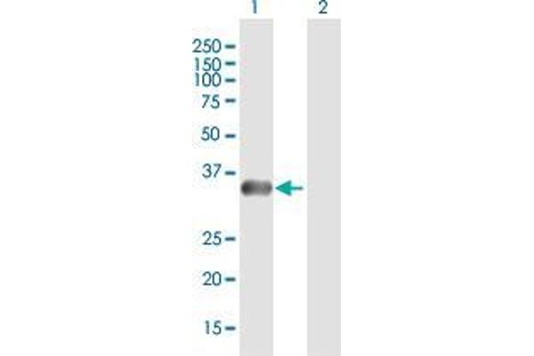 PHOX2A antibody  (AA 1-284)