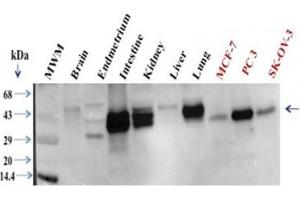 Western Blotting (WB) image for anti-Epithelial Cell Adhesion Molecule (EPCAM) (Cytoplasmic Domain) antibody (ABIN3024723)
